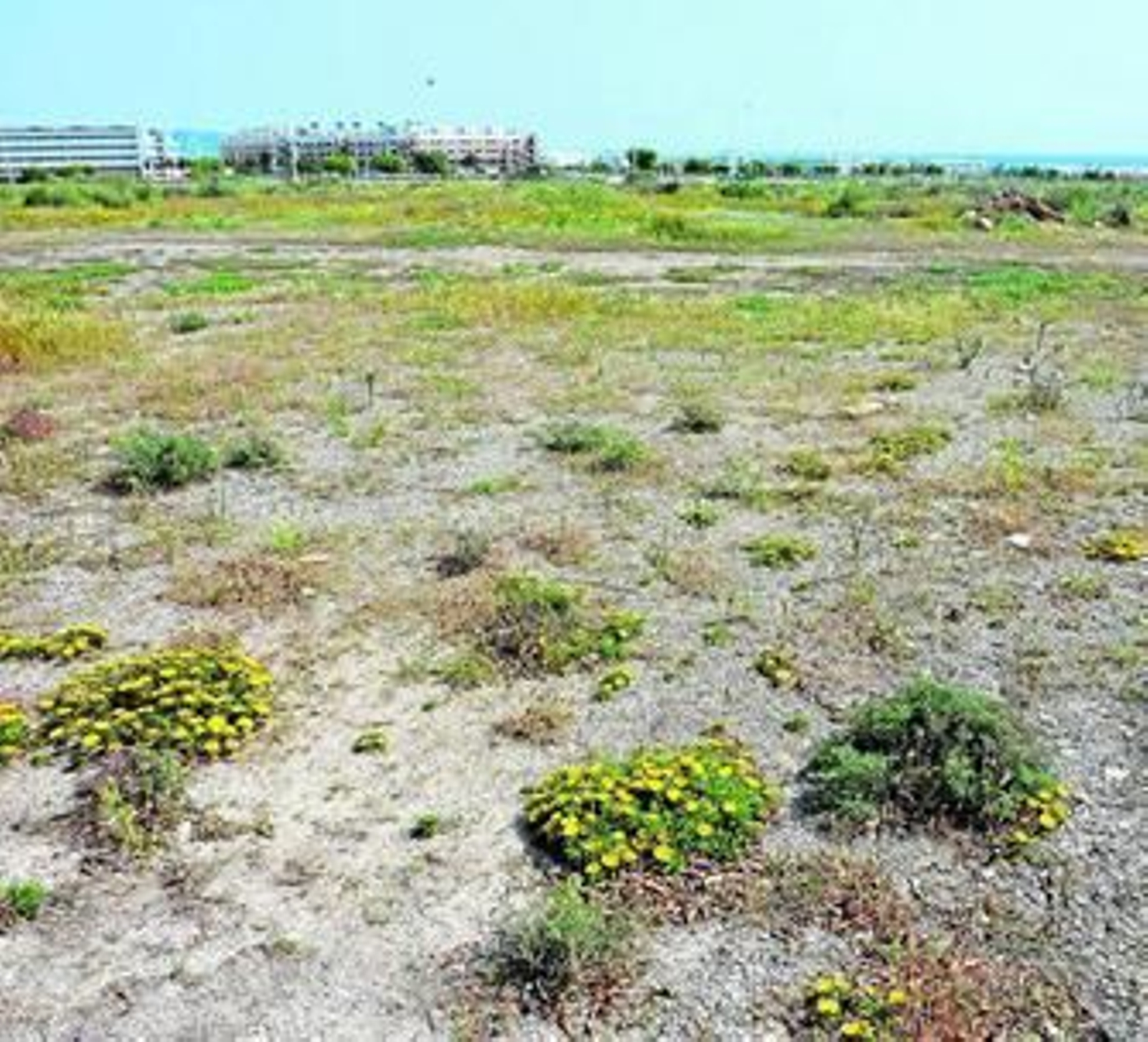 Plantas silvestre en el solar terciario sin construir de El Toyo.