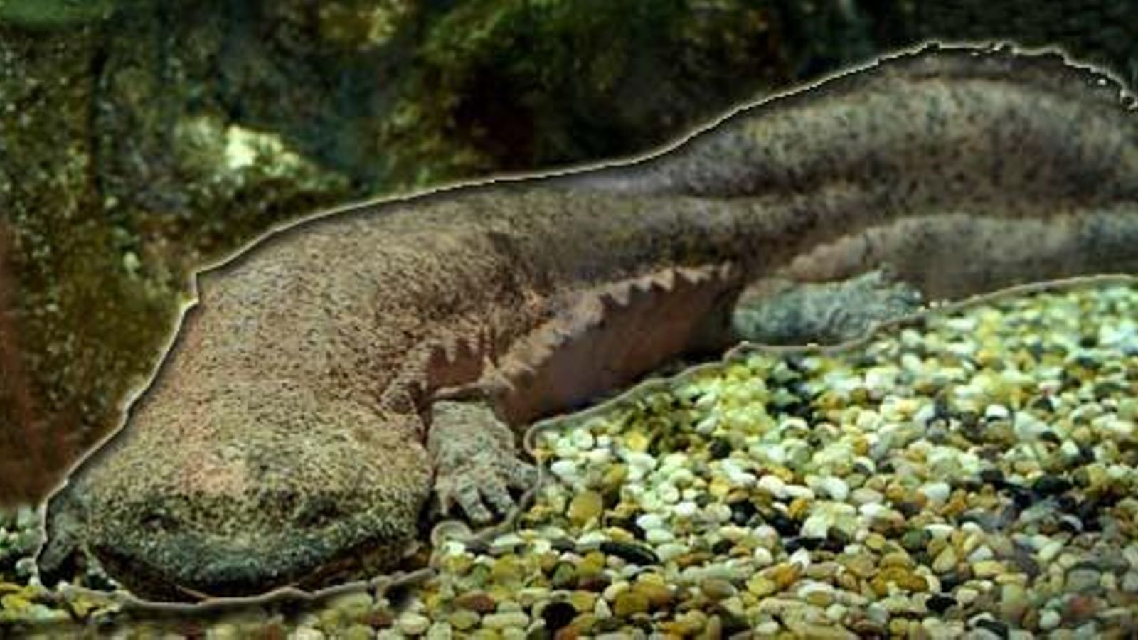 La salamandra gigante china en su hábitat