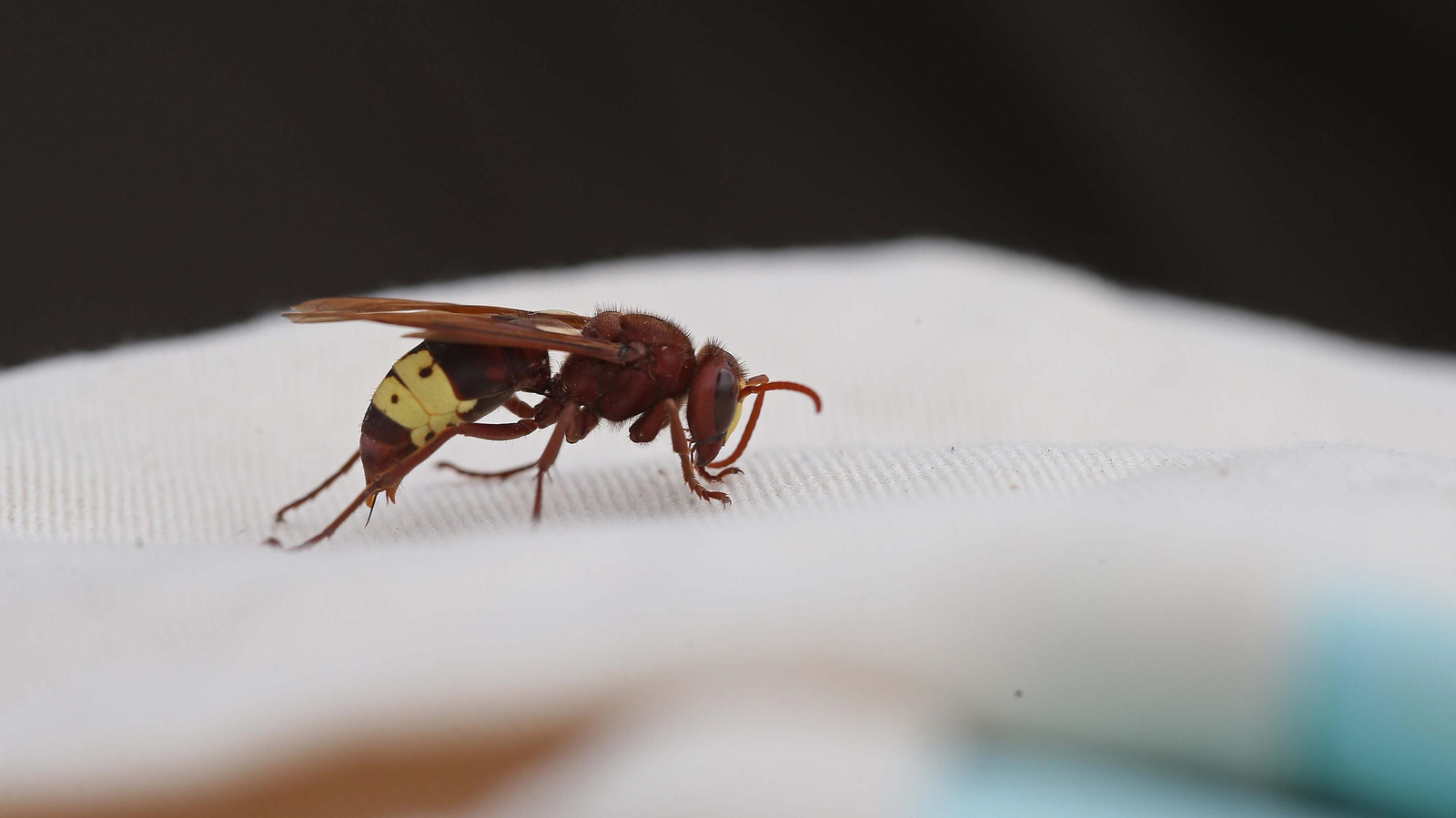 El arte de la apicultura en Los Barrios