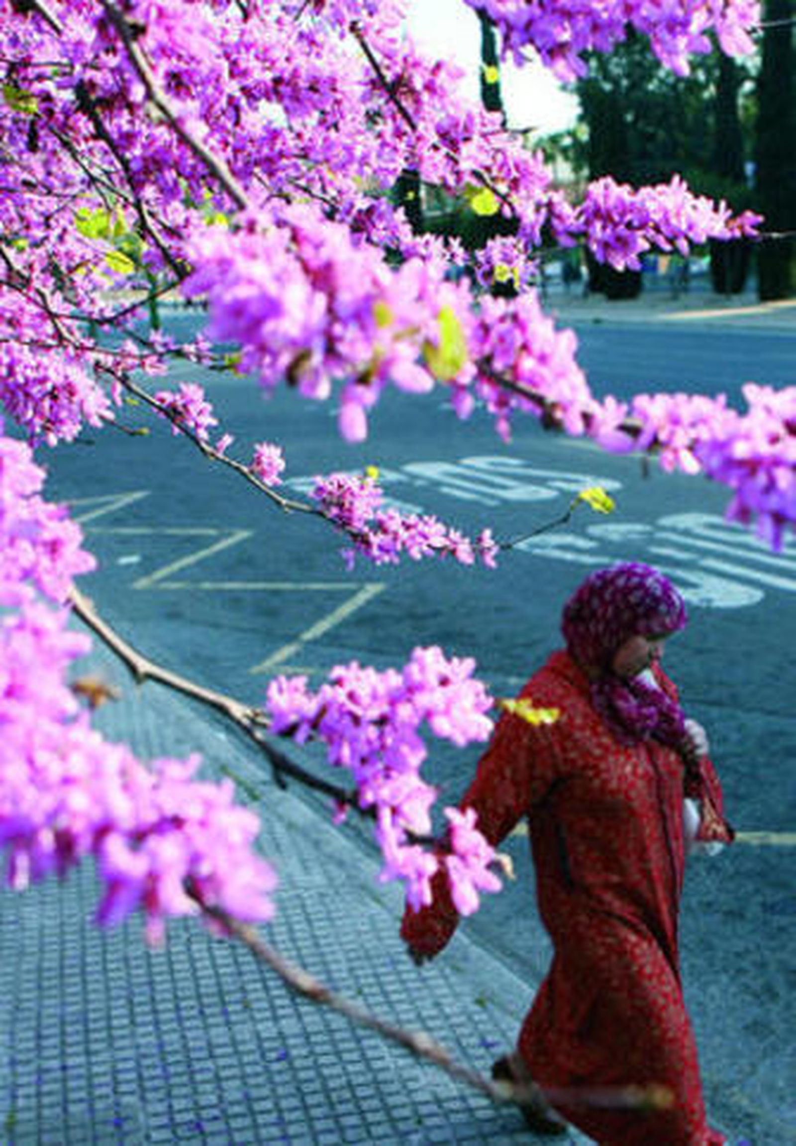 Si no llueve en estas fechas, el nivel de polen crecerá.