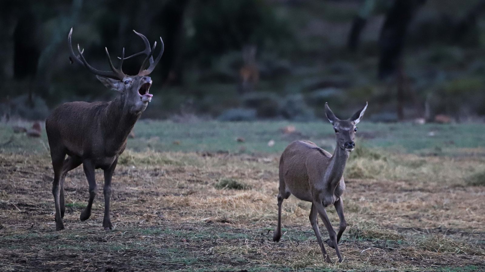 Fotos de la berrea en el Campo de Gibraltar