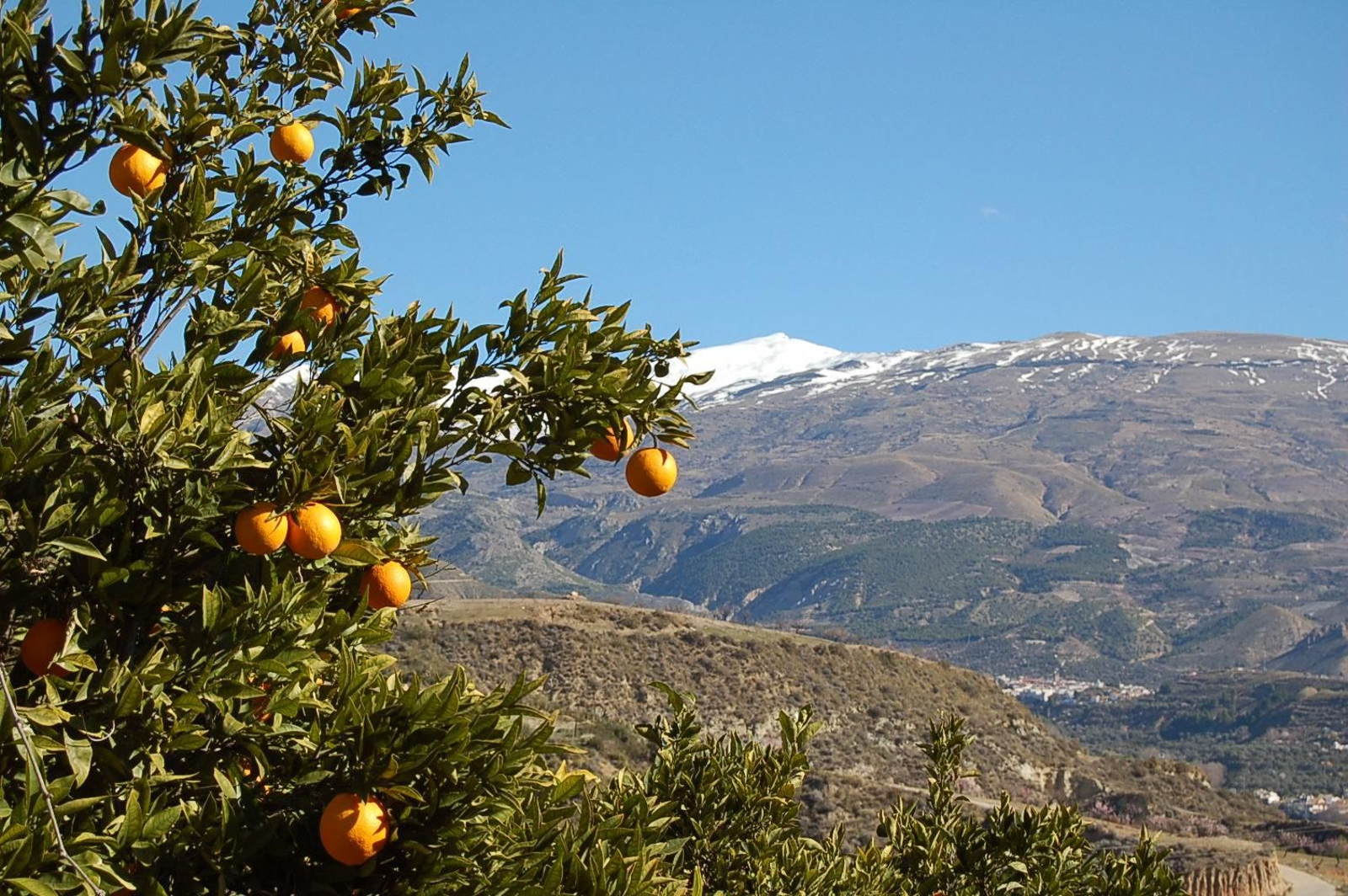 Naranjo en el Valle de Lecrín