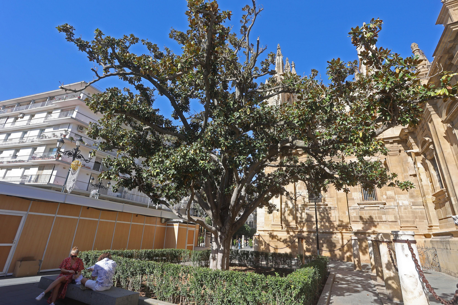 Los árboles más singulares del nuevo catálogo de Sevilla