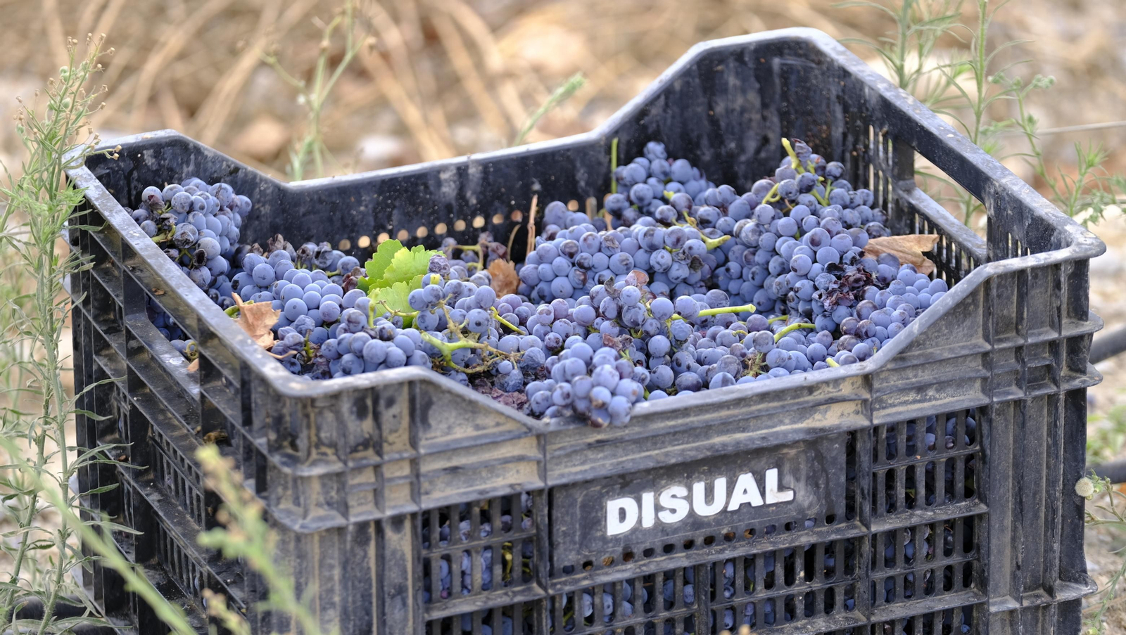 Llega la vendimia a las Bodegas Perfer, en Uleila del Campo