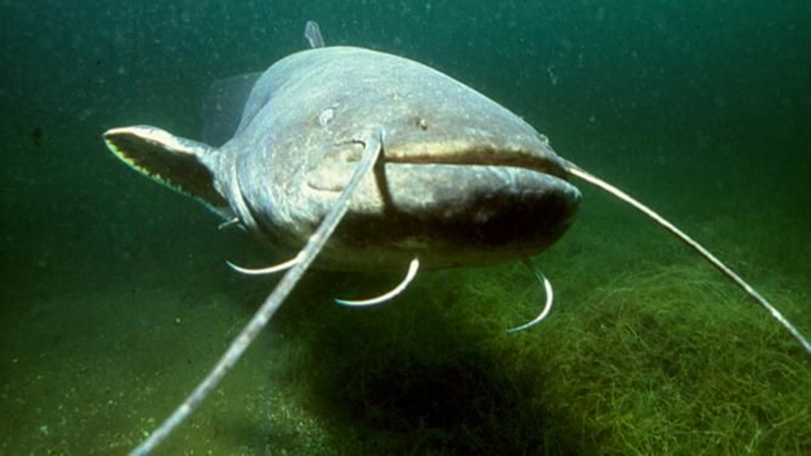 El Silurus glanis o siluro