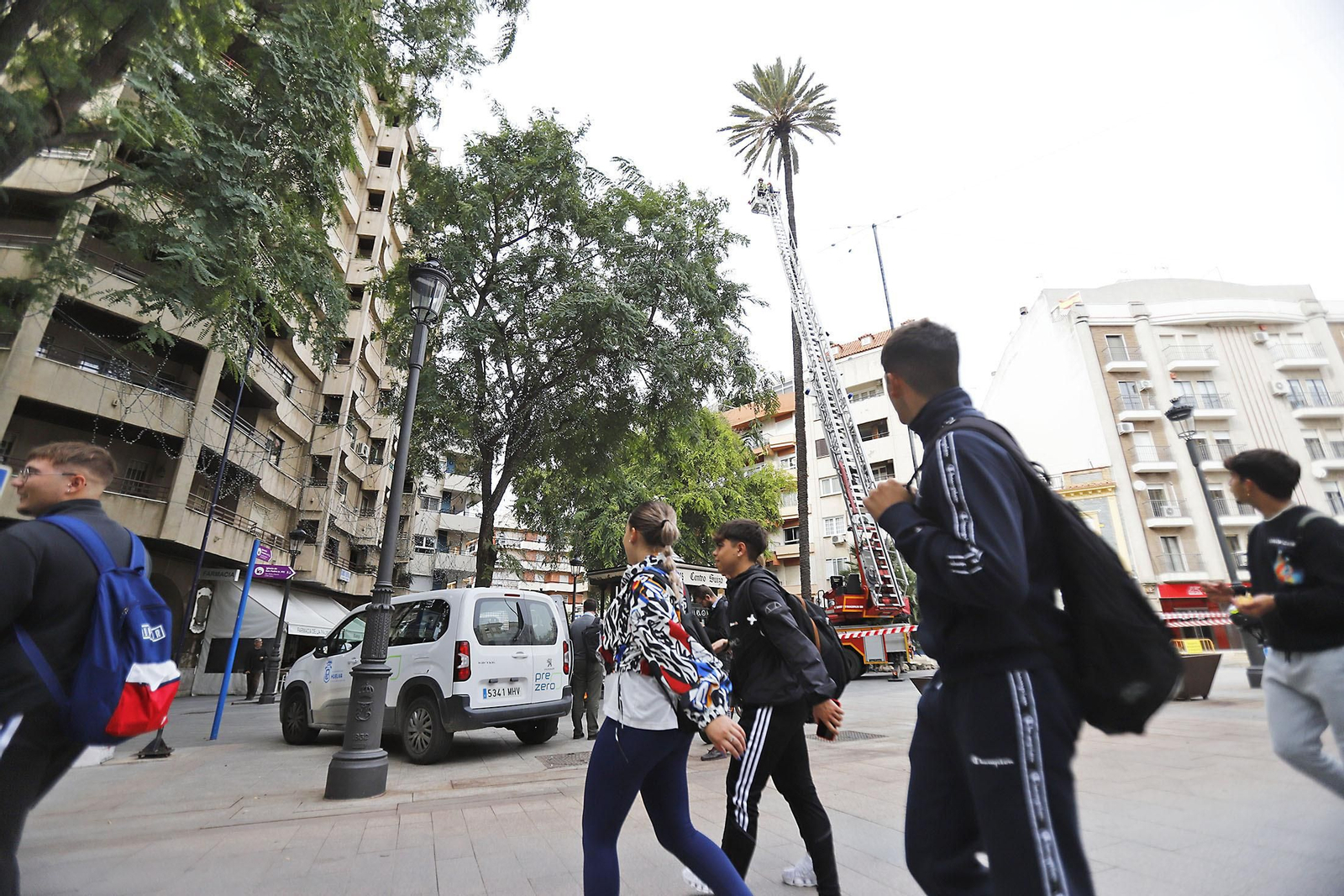 La palmera de Huelva es sometida a una inspección y posterior poda tras el paso del último temporal