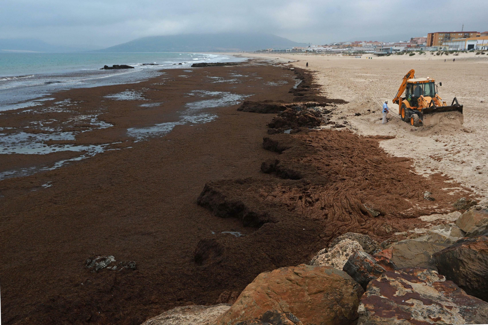Las mejores fotos de la retirada de algas en las playas de Tarifa