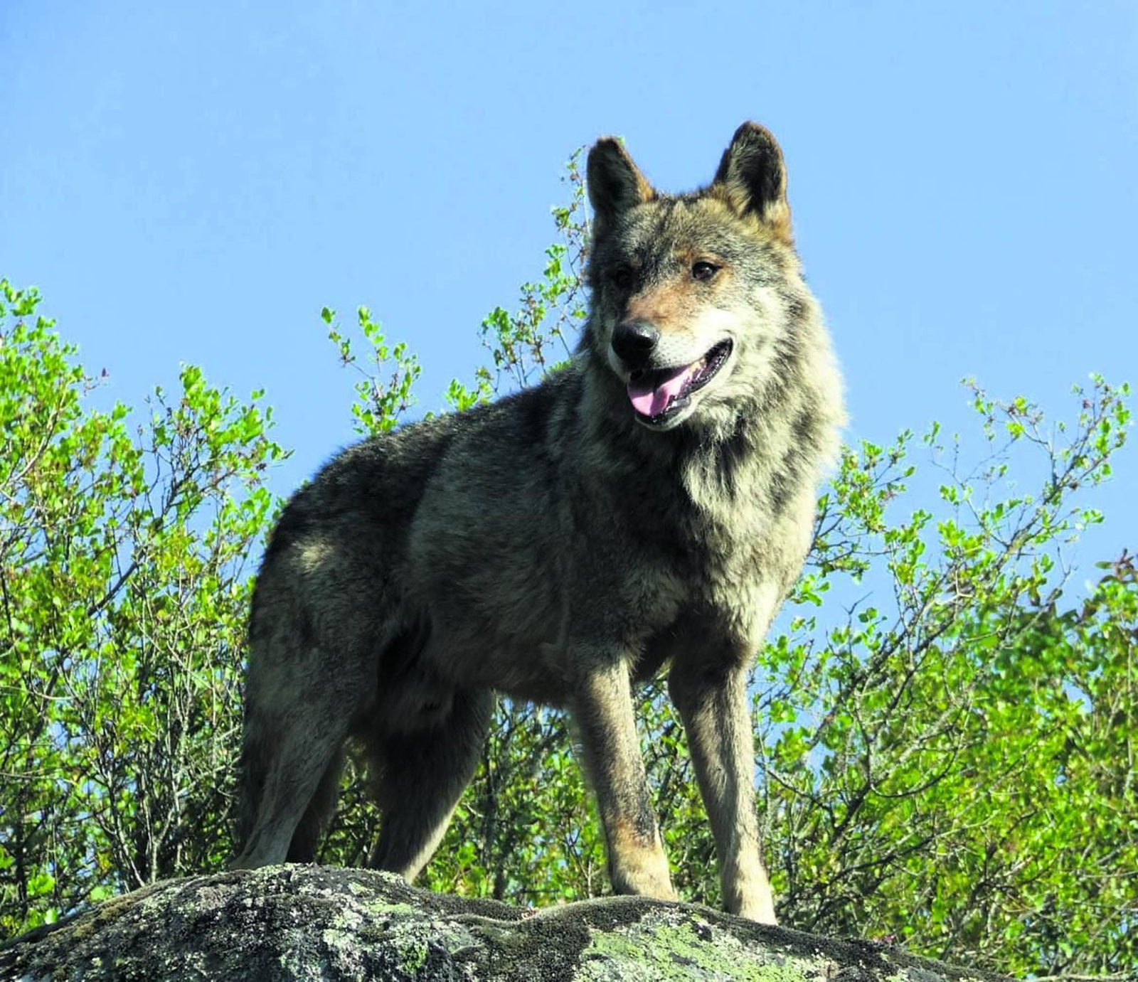 Un lobo  ibérico, en una imagen tomada por un técnico de la Consejería de Medio Ambiente.