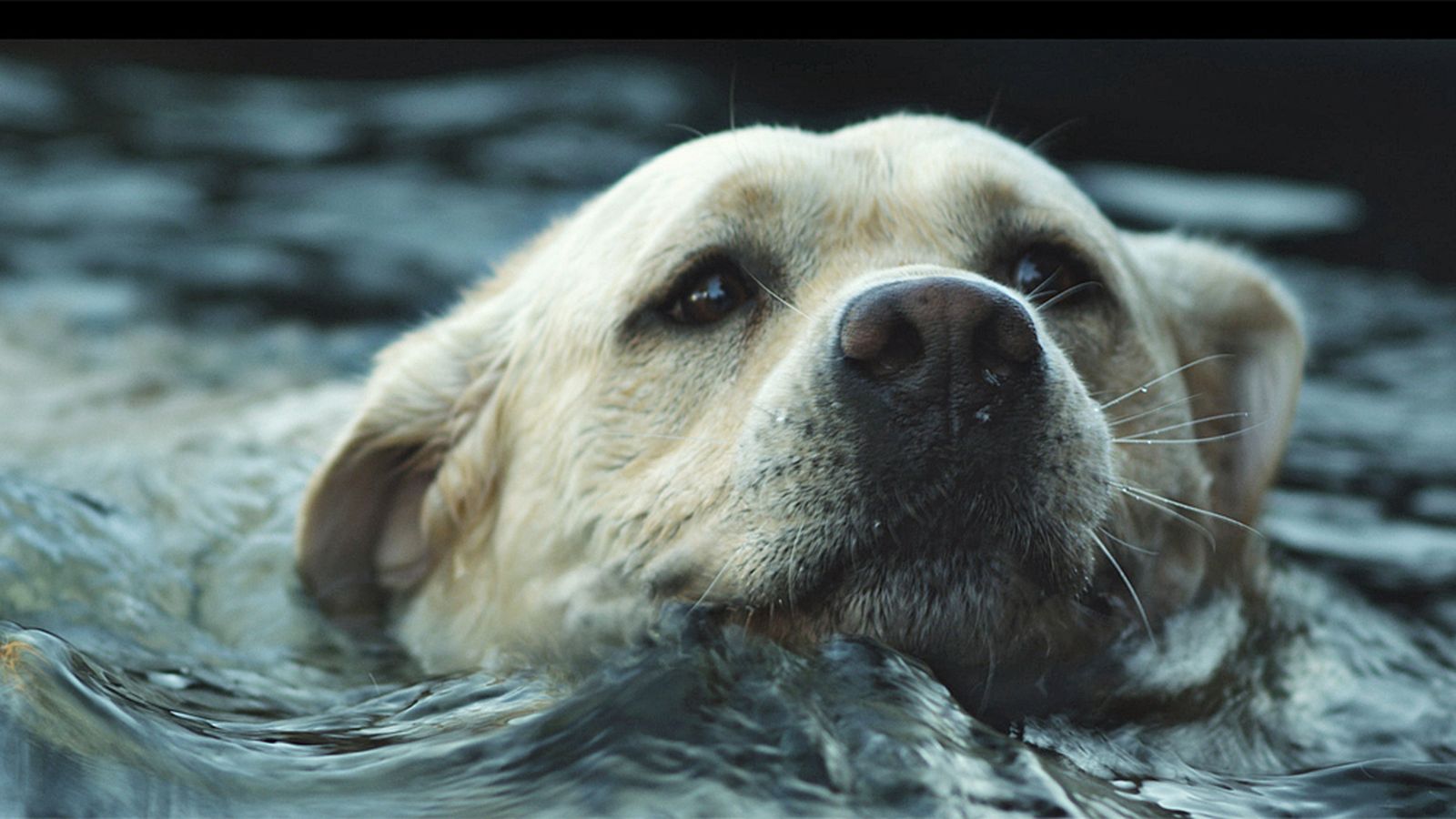 EL protagonista de 'Leo'.