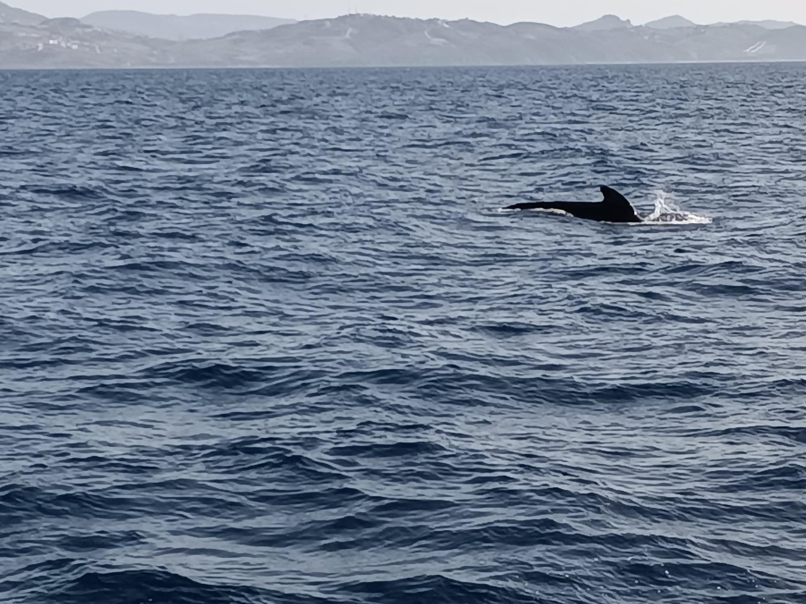 Avistamiento de cetáceos y aves por el Estrecho