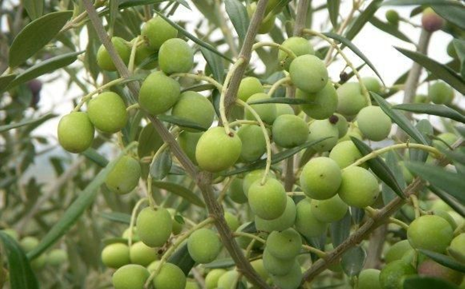 La tradición olivarera en Jerez (y II)