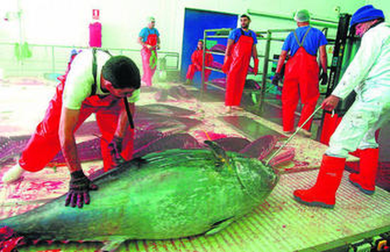 Paz espada, atún rojo y tiburón son los pescados que deben limitarse durante el embarazo.
