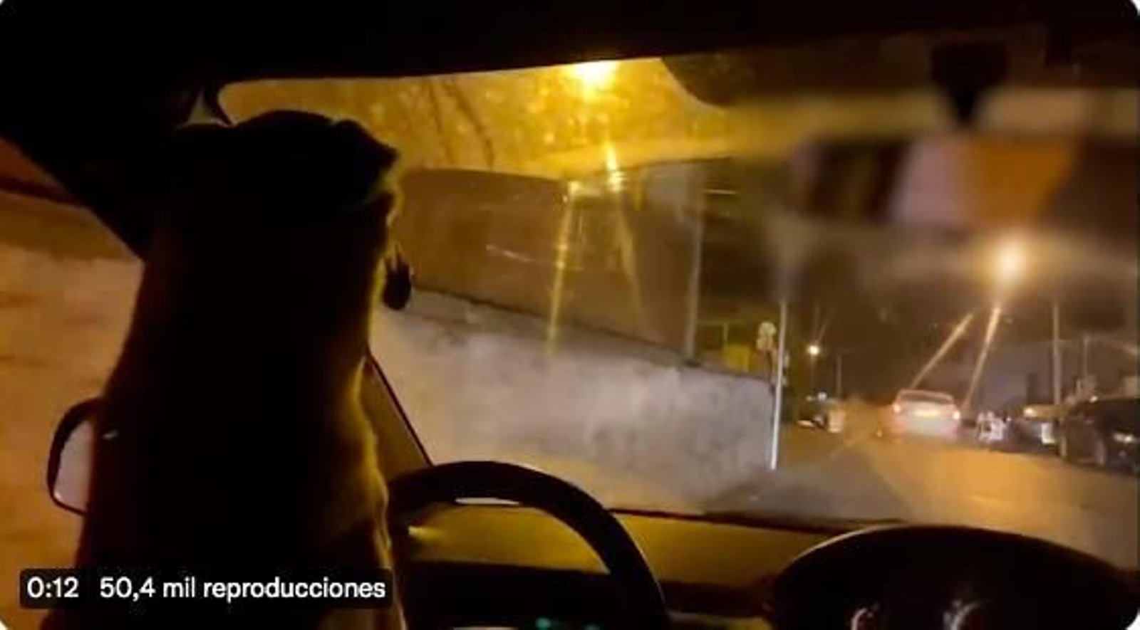 Pone en peligro a su perro al obligarle a conducir su coche
