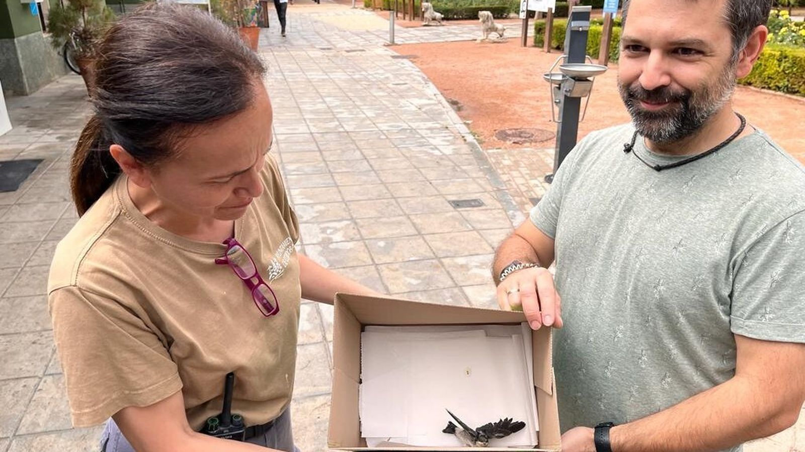 Cría de vencejo en el Zoo de Córdoba.