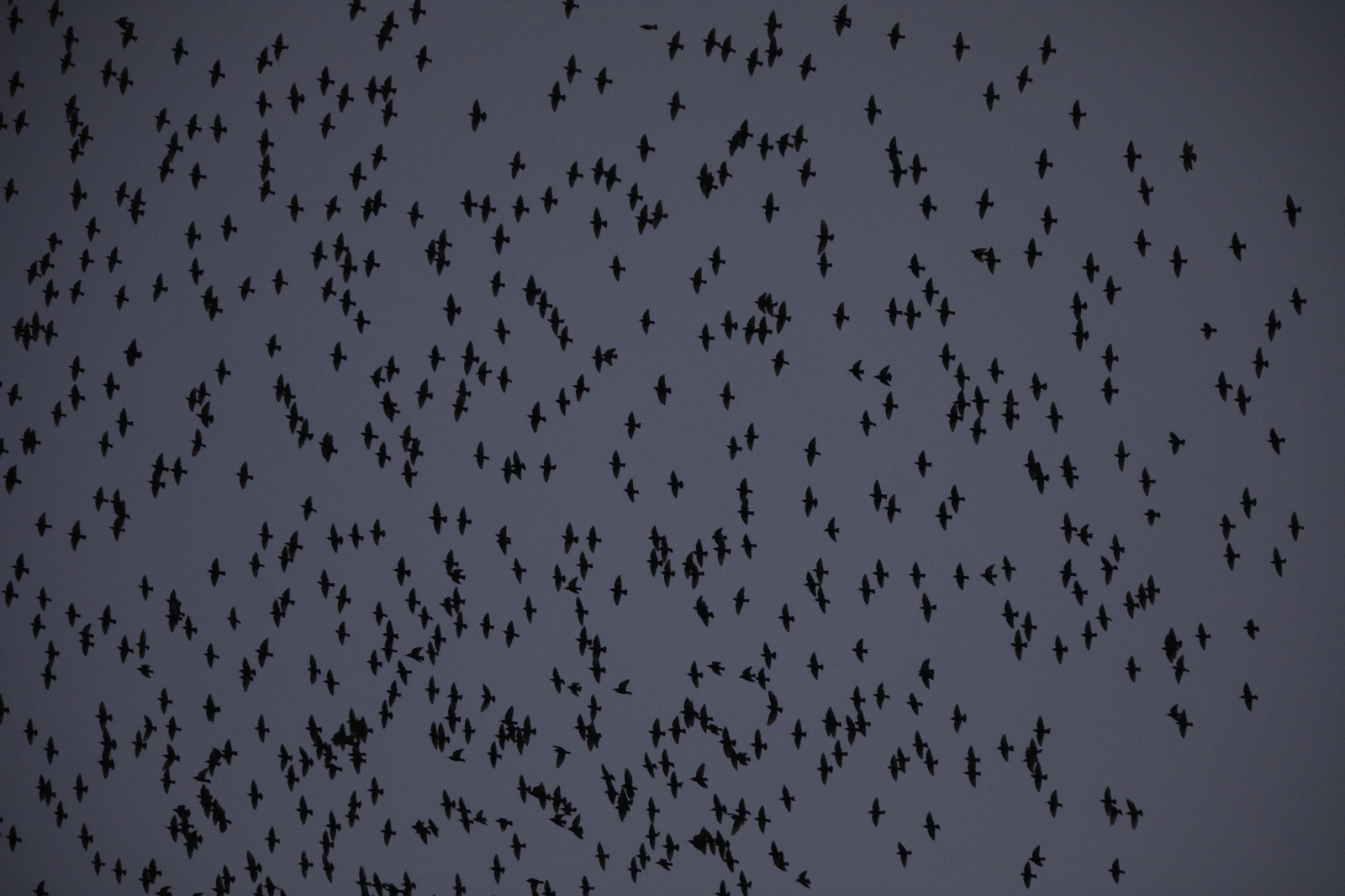 Las aves que habitan en Los Sotos de la Albolafia de Córdoba, en fotografías