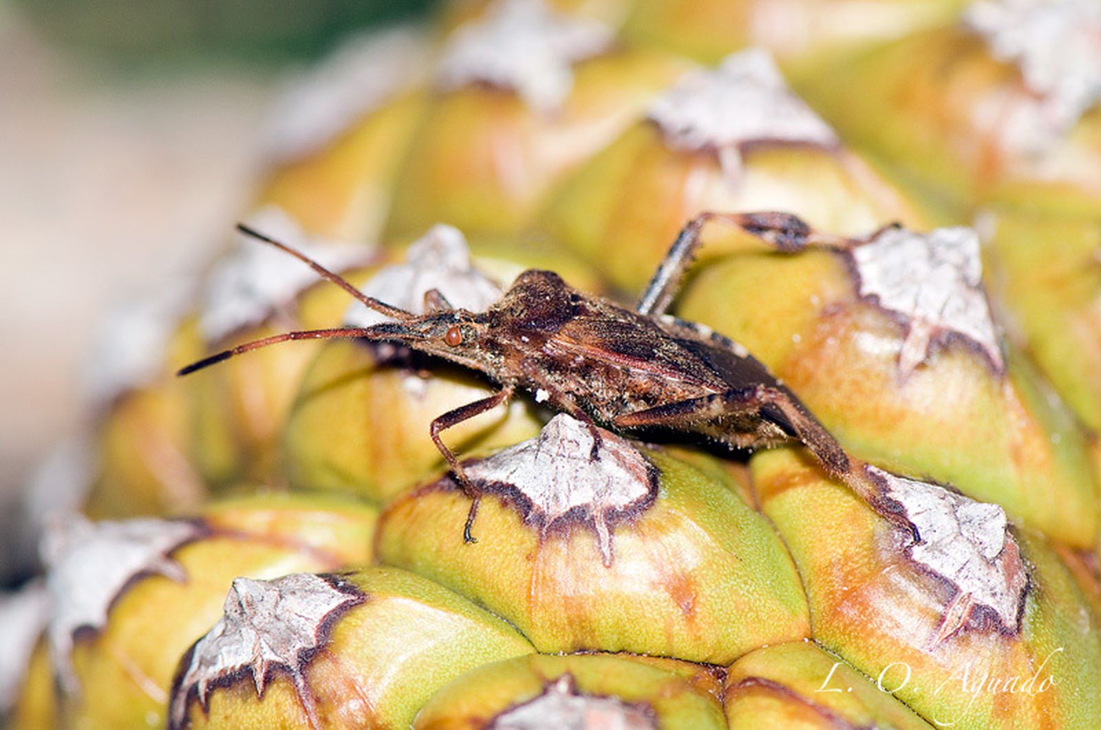 Ejemplar de chinche americano detectado en los pinares de Barbate.