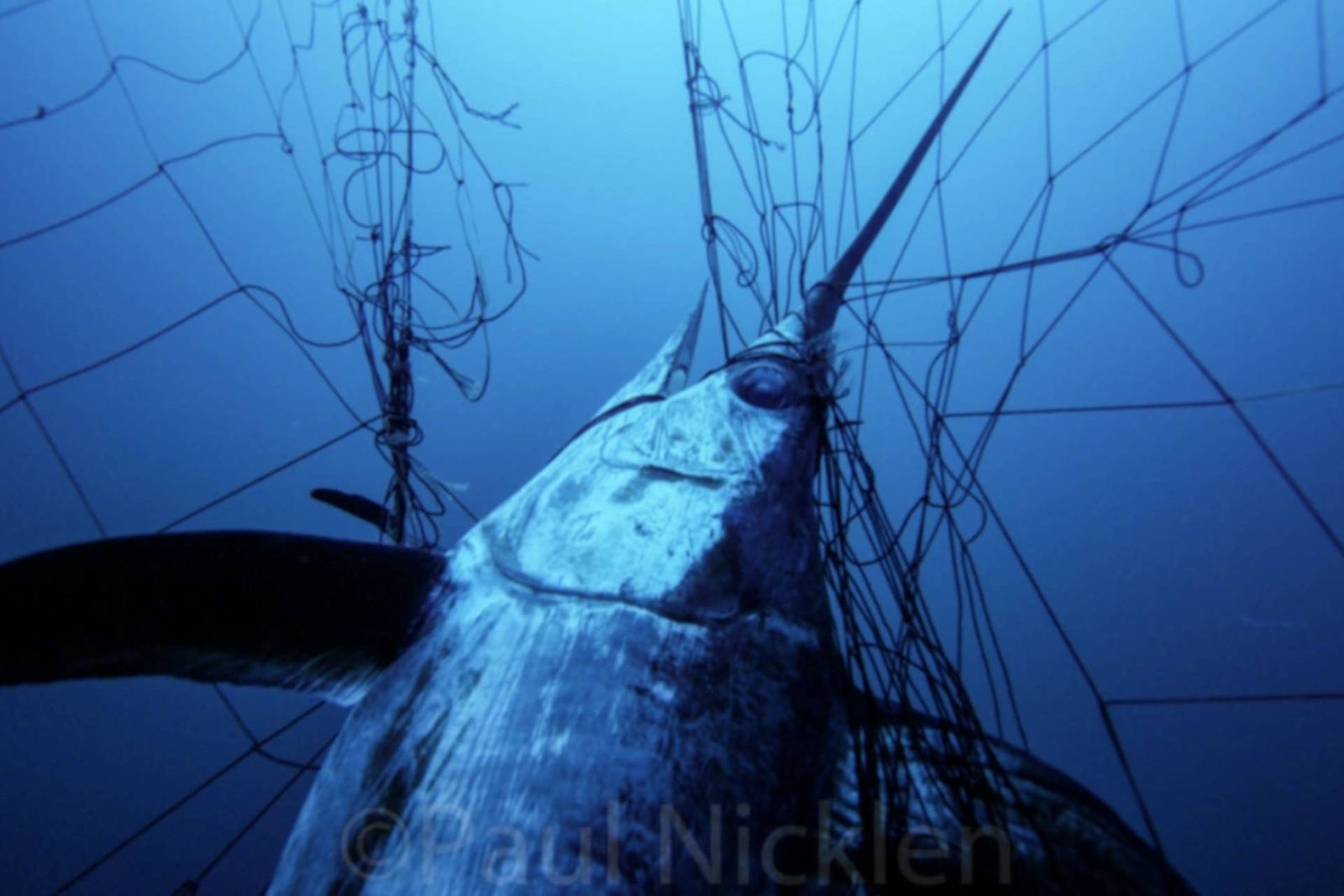 Un pez espada atrapado en las redes de deriva ilegales.