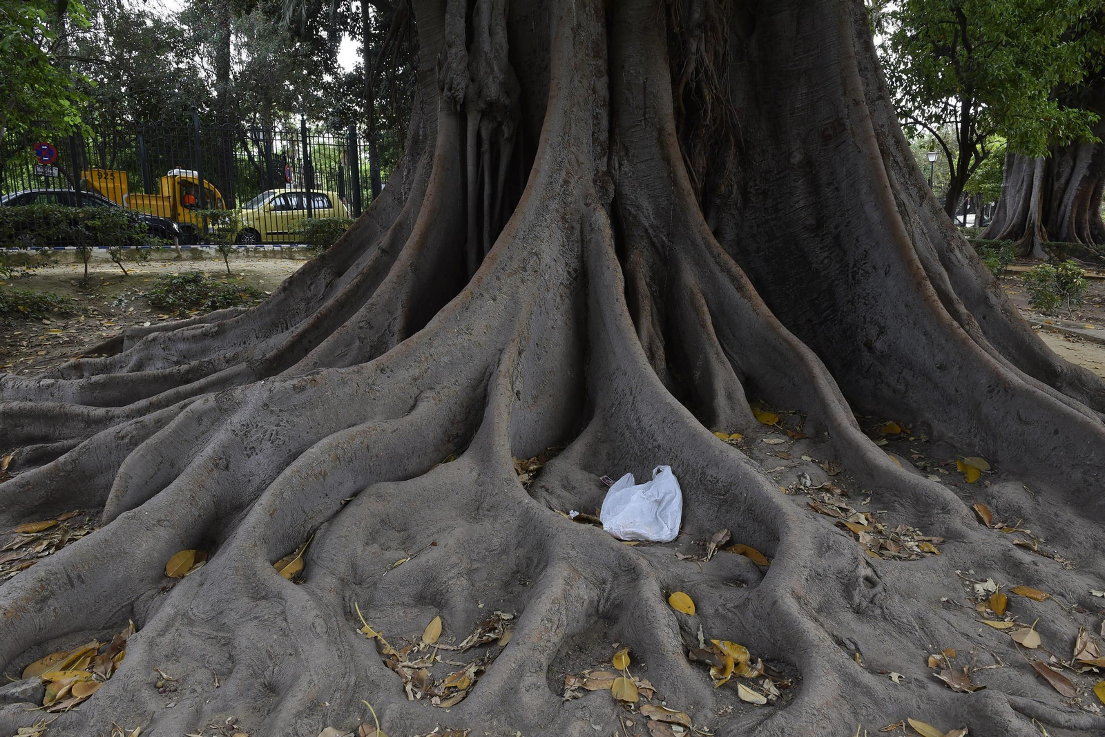 El estado de los Jardines de Murillo, en imágenes