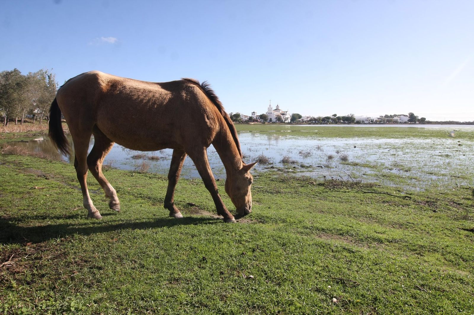 Imágenes de la marisma de El Rocío y de la laguna de El Portil tras las últimas lluvias