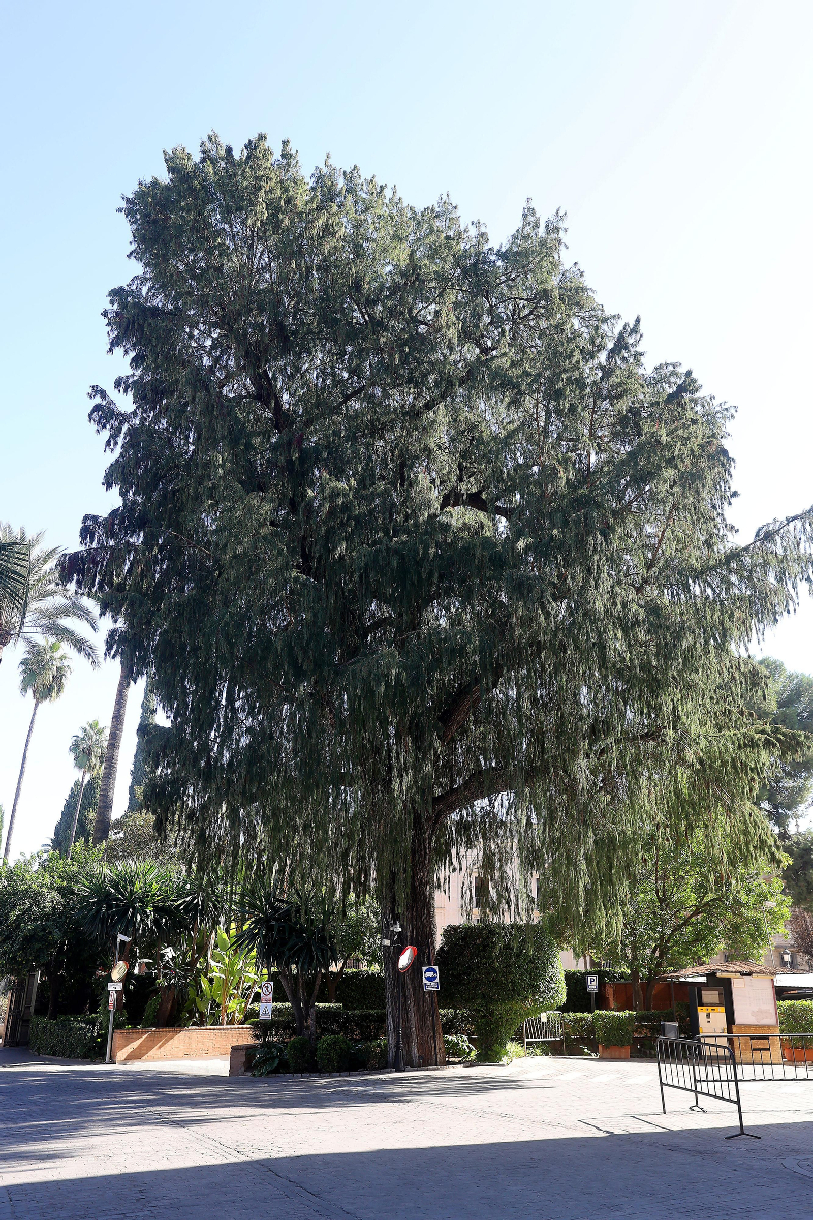 Los árboles más singulares del nuevo catálogo de Sevilla