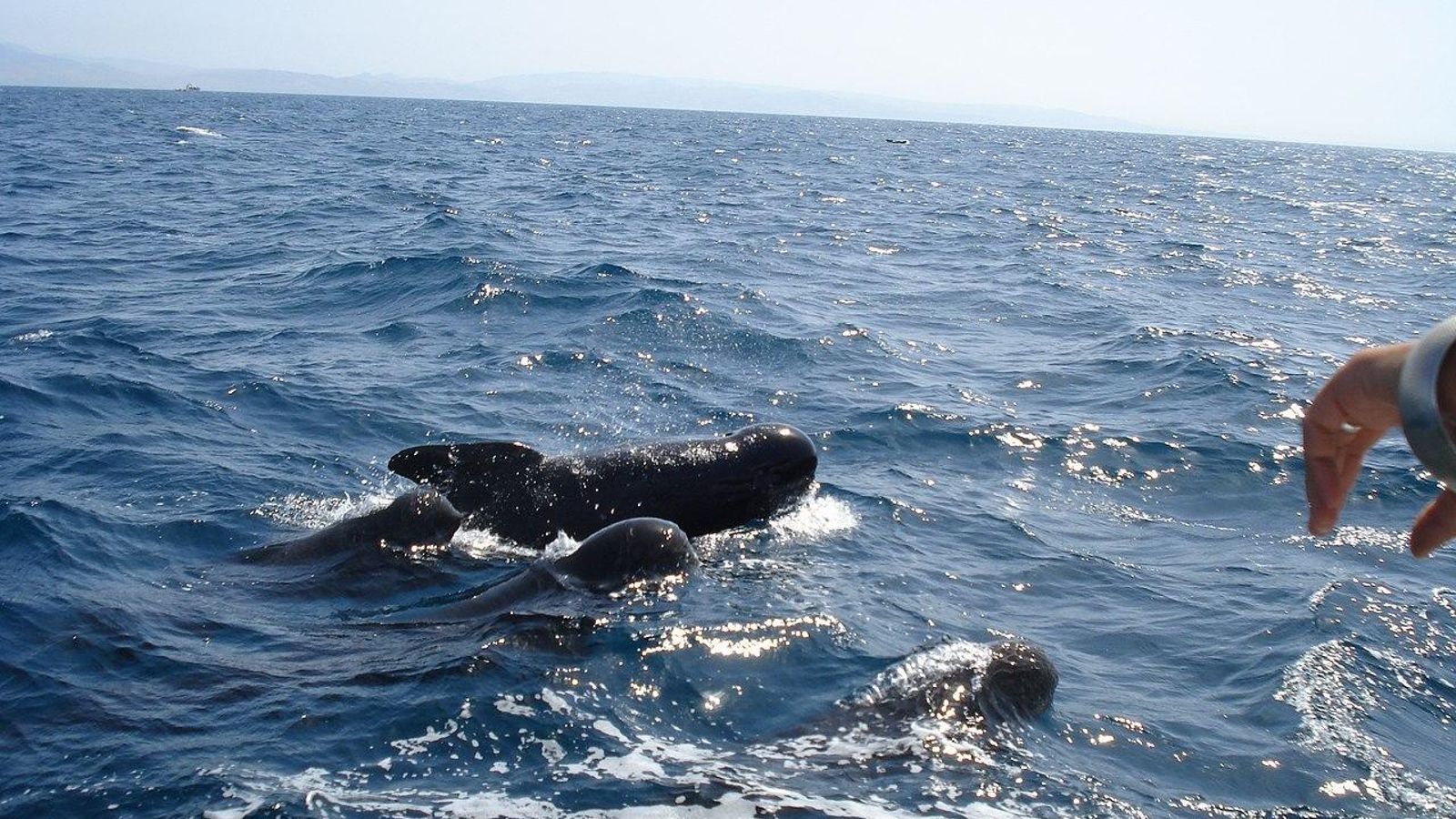 Avistamiento de ballenas en el Estrecho de Gibraltar. Avistamiento de ballenas en el Estrecho de Gibraltar.