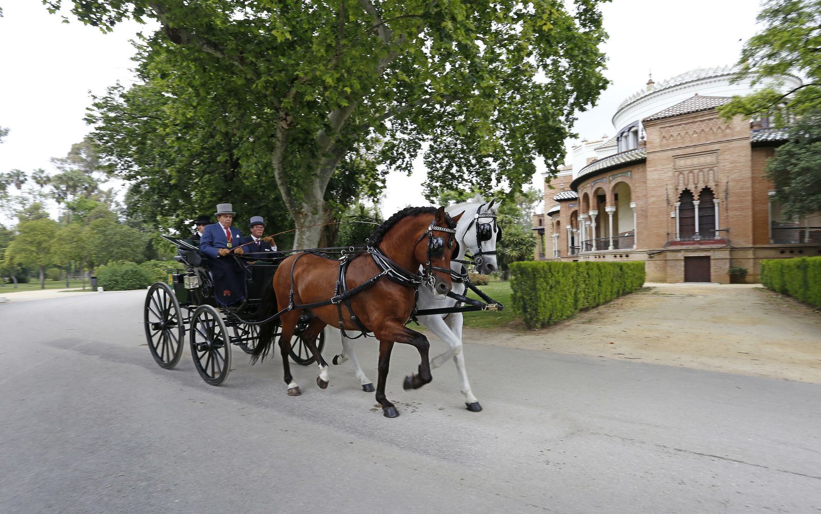 El concurso de enganches, en imágenes
