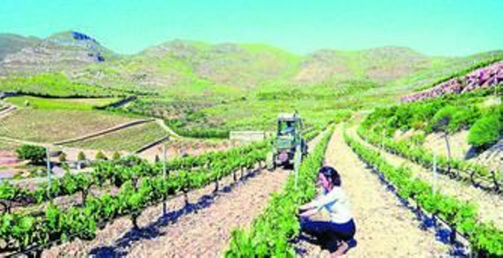 Los productores de vino almerienses podrán beneficiarse de las ayudas para promocionar sus caldos.