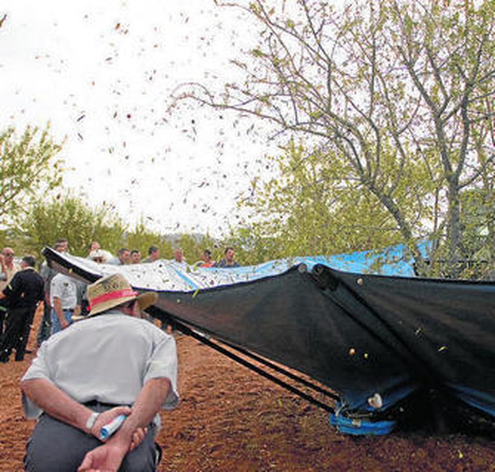 Chirivel alberga periódicamente demostraciones sobre el almendro.