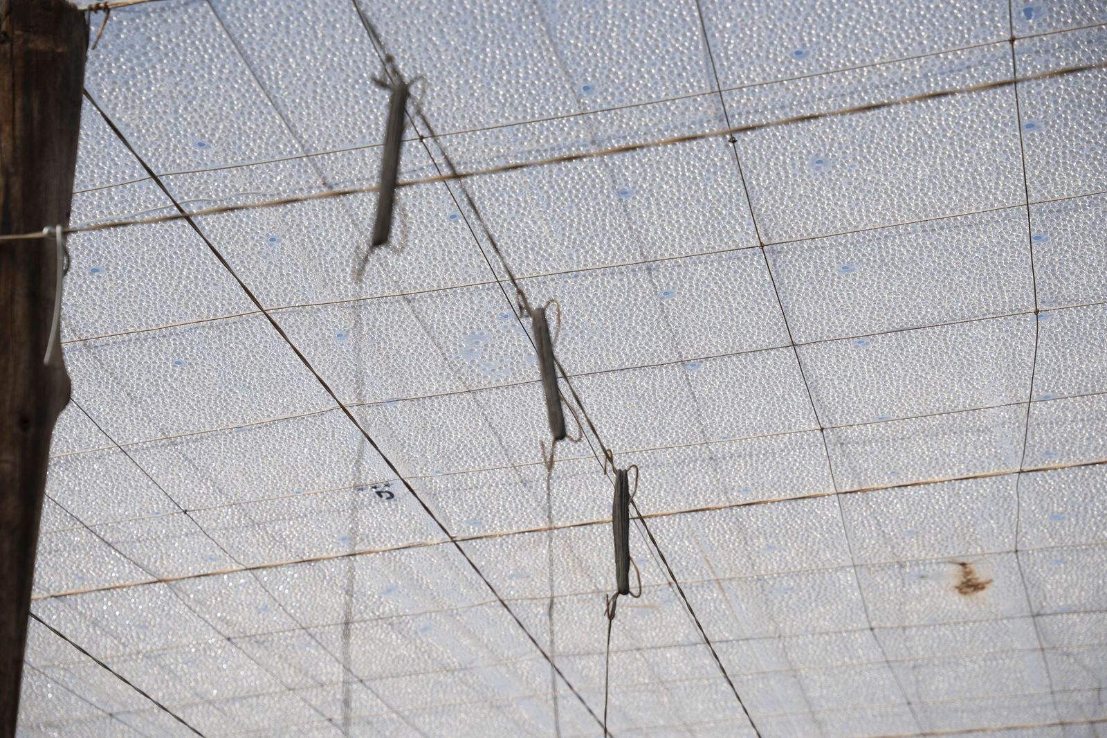 La primavera se planta en invierno entre sandías y tomates almerienses