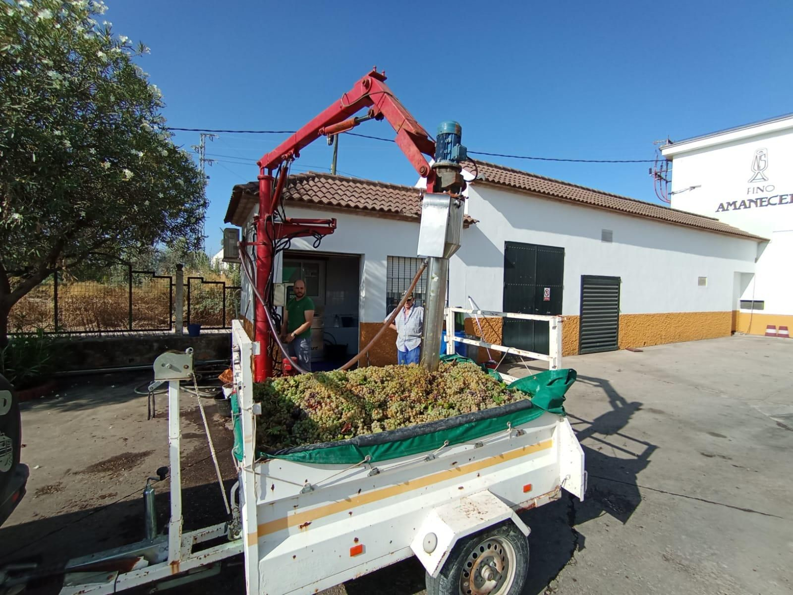 Las paseras de Montilla-Moriles a pleno rendimiento, en imágenes