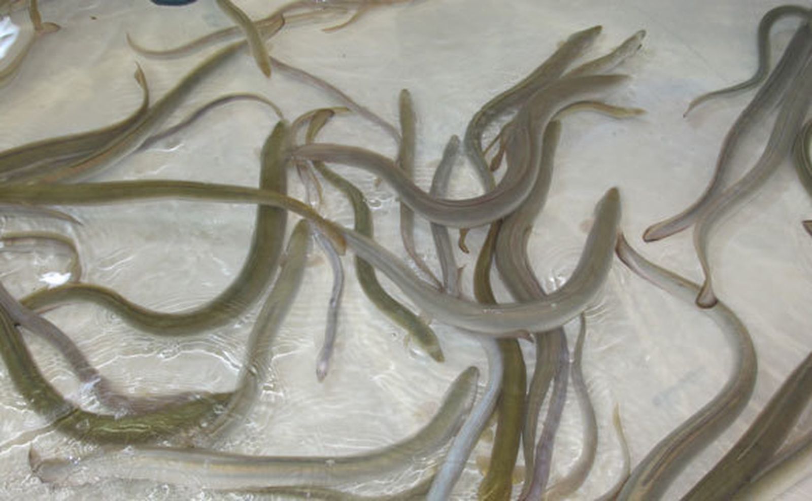 Liberados un centenar de anguilas en los esteros del Parque Natural de Cádiz