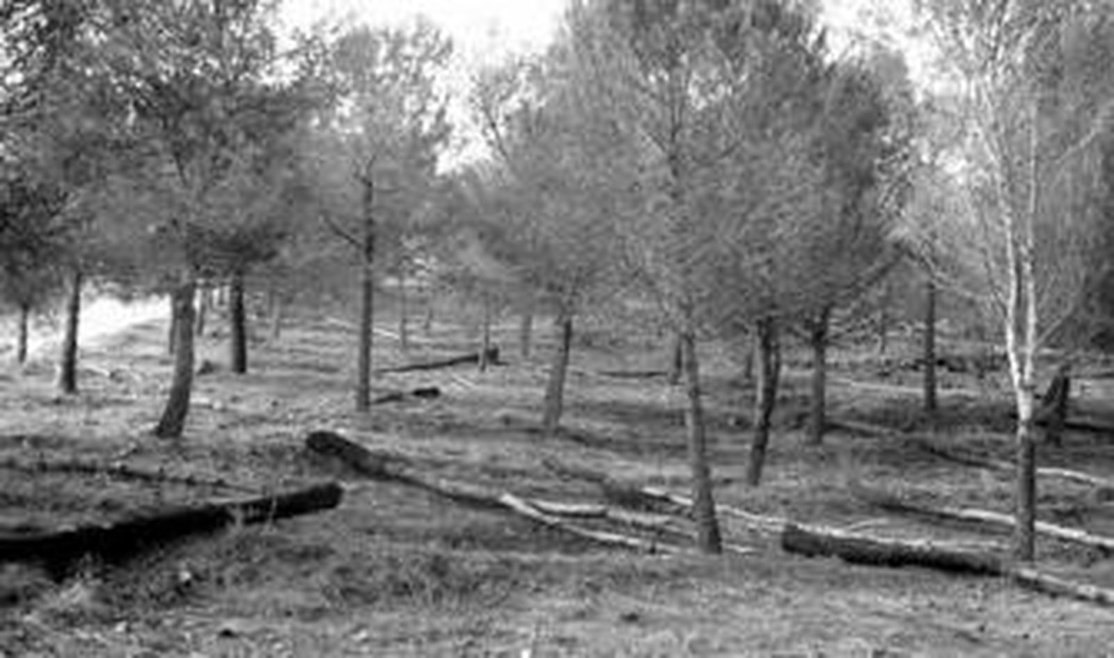 Zona de la sierra de Coín que está siendo limpiada por la Junta.