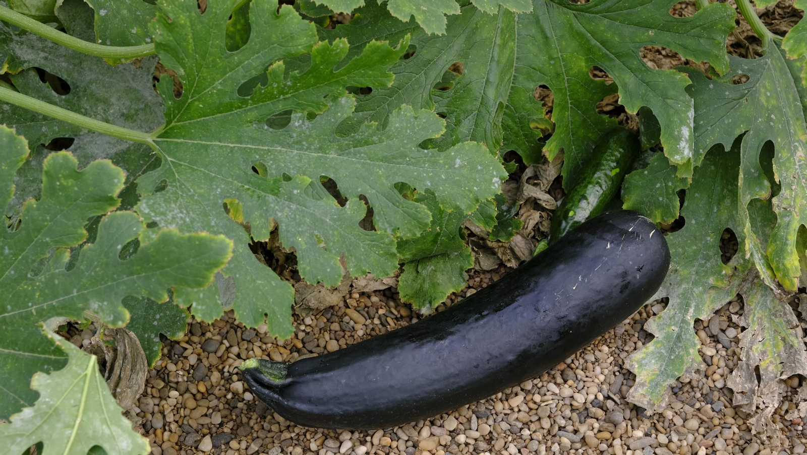 Así han atacado los virus a los calabacinos, en imágenes
