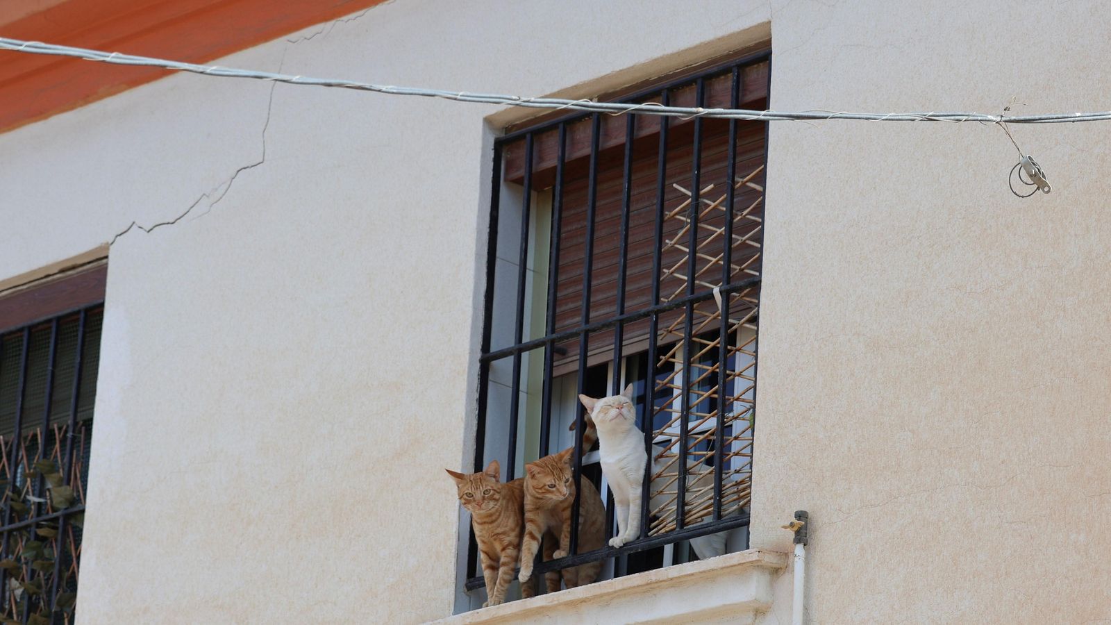 Los gatos esperan, tranquilos, junto a una fisura en la ventana contigua.