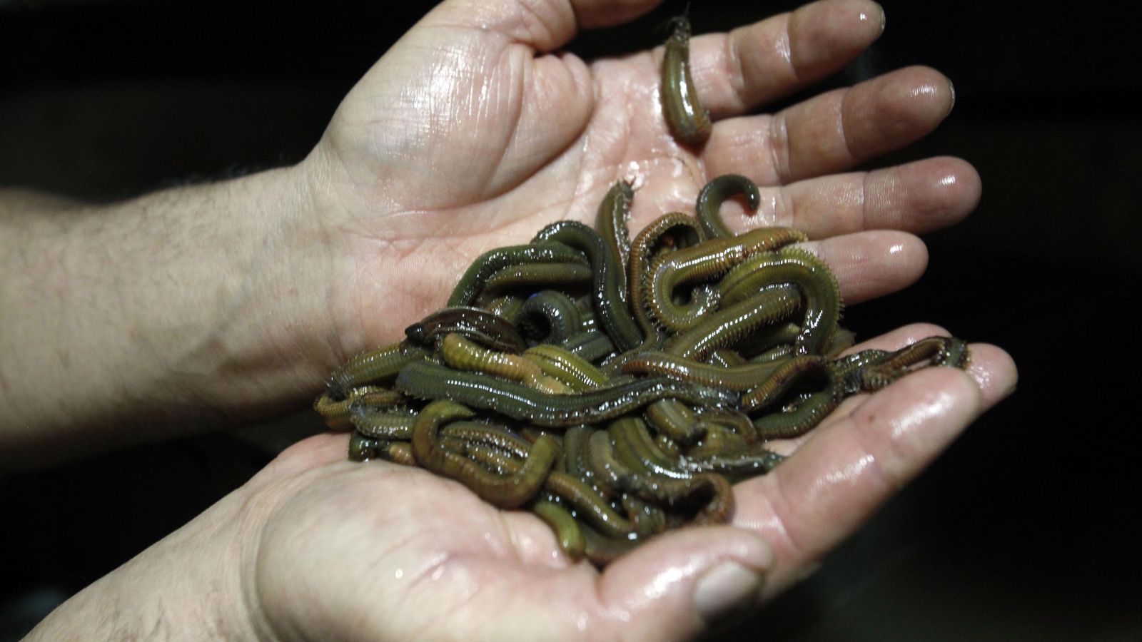 La venta de todo tipo de cebos vivos es una de las especialidades de Deportes Rocío del Mar