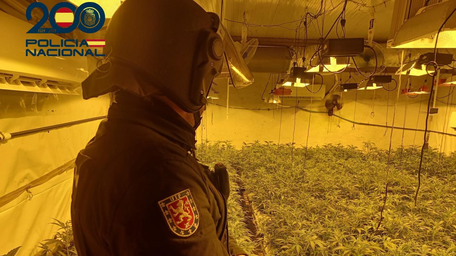 Un agente de la Policía Nacional, en una de las plantaciones intervenidas.