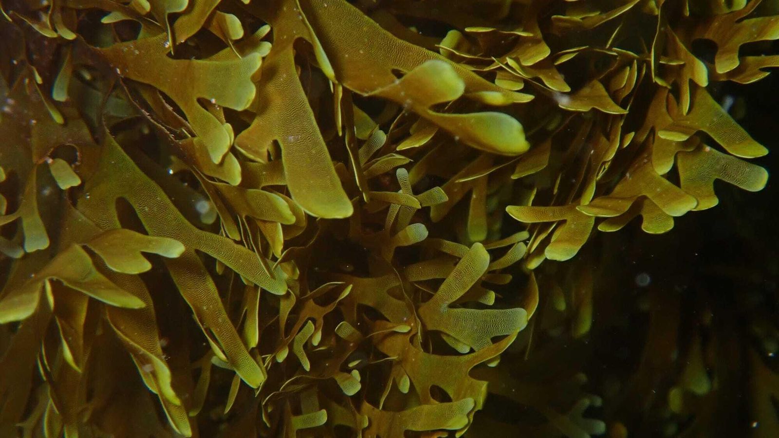 Detalle talos de Rugulopteryx okamurae.