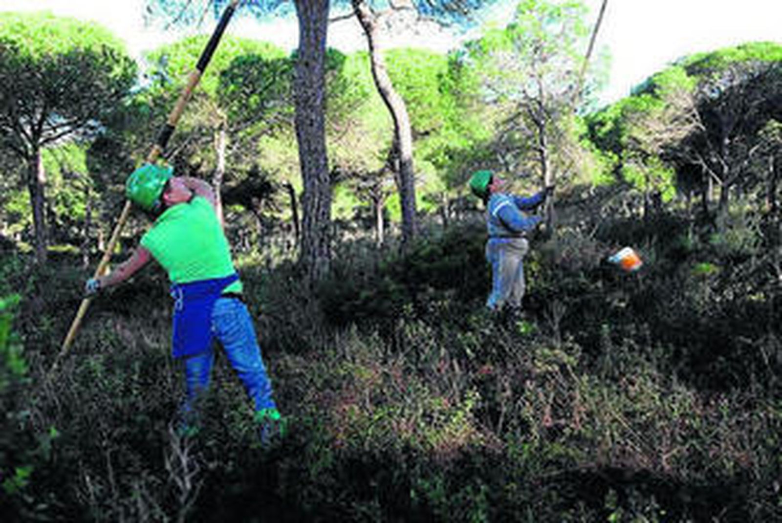 Las hermanas Sousa Palomino, en plena faena.