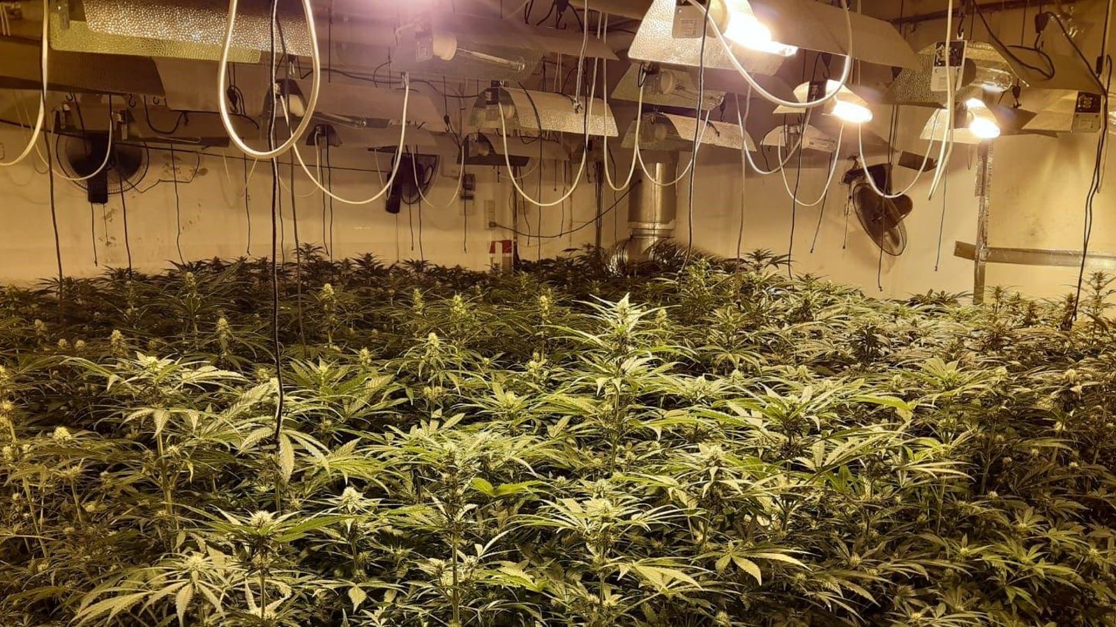 Plantación de marihuana.