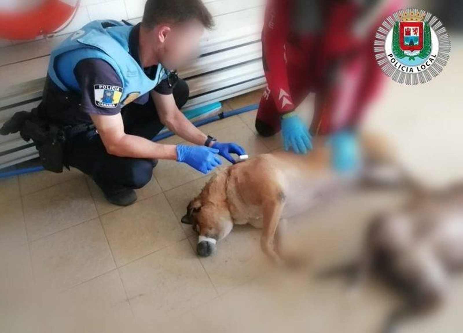 Encuentran dos perros muertos con el hocico atado flotando en el mar