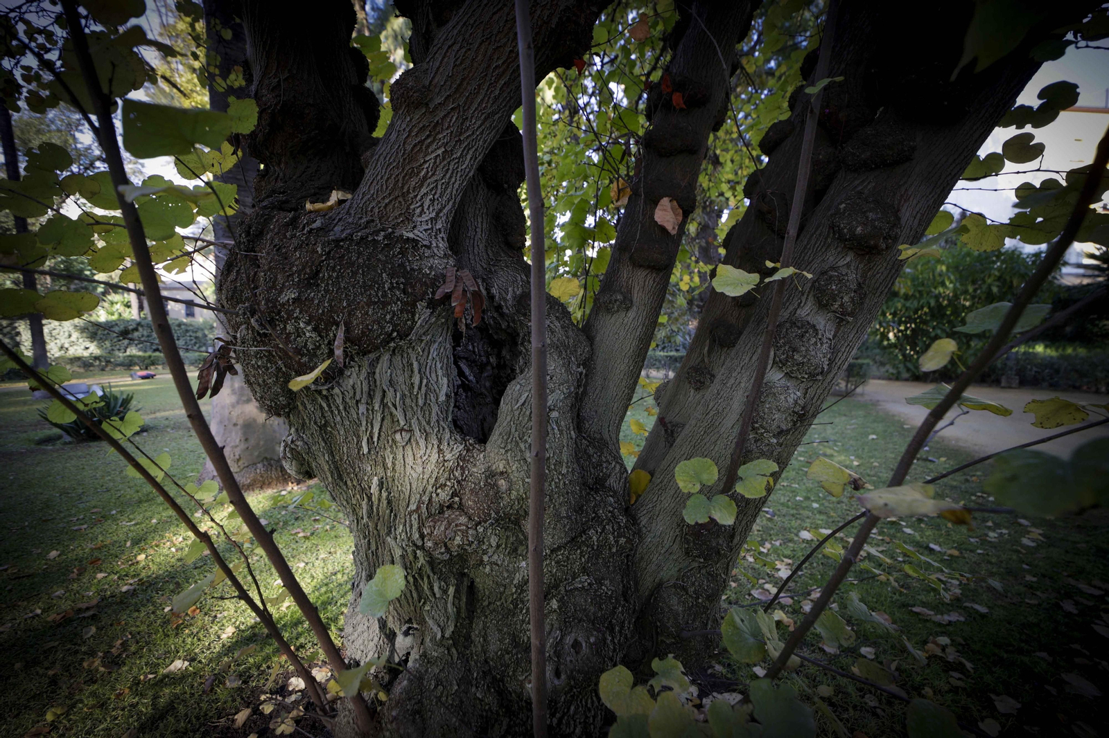 Arboles singulares del Alcazar