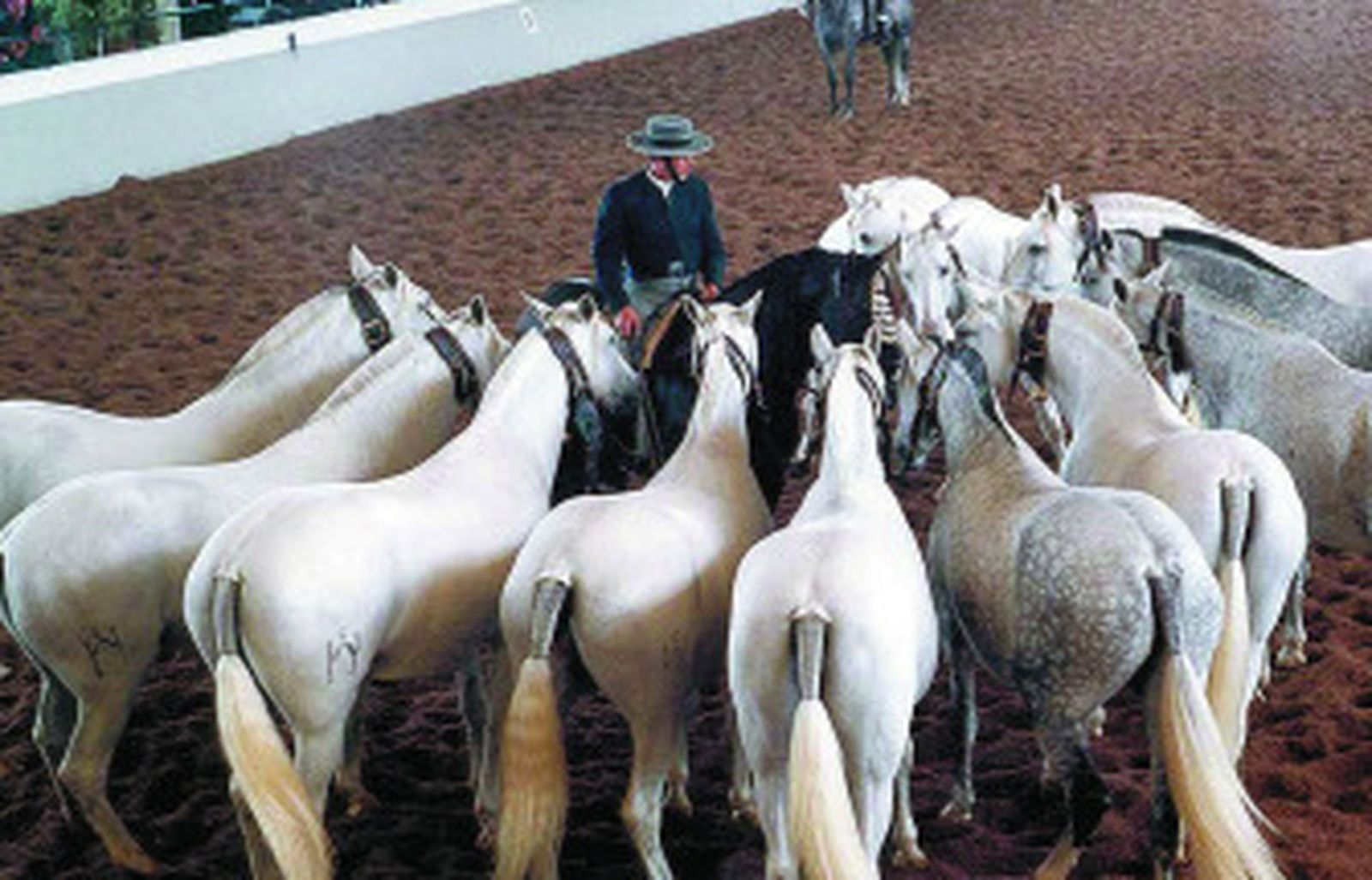 Exhibición en la Yeguada de La Cartuja a beneficio de la asociación Afemen