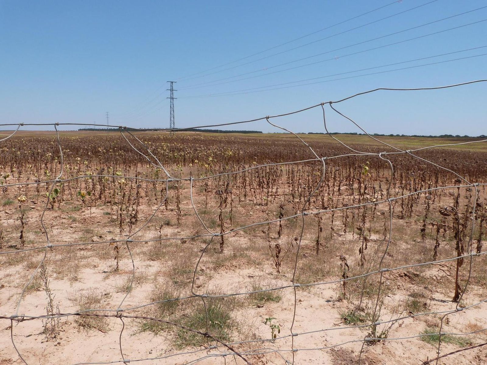 Una de las fincas de La Dehesa Santa María adquirida por el Ayuntamiento de Almonte en 2006.