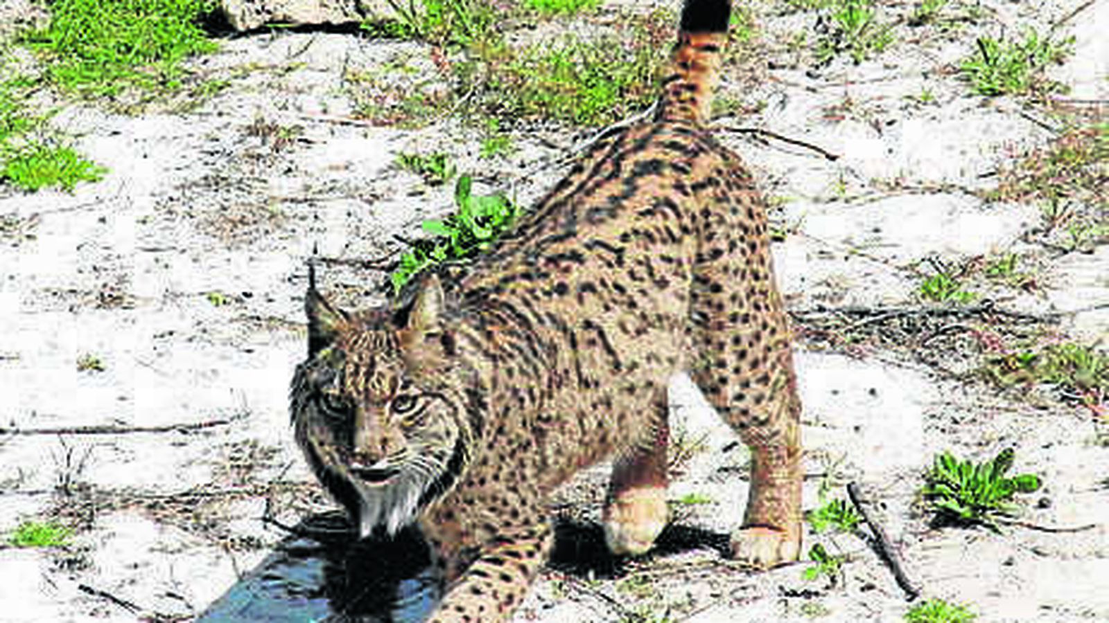 Lince en Doñana.