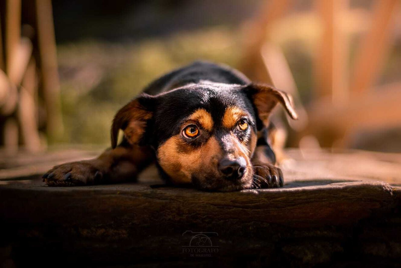 Álbum de las mascotas fotografiadas por 'El fotógrafo de mascotas'
