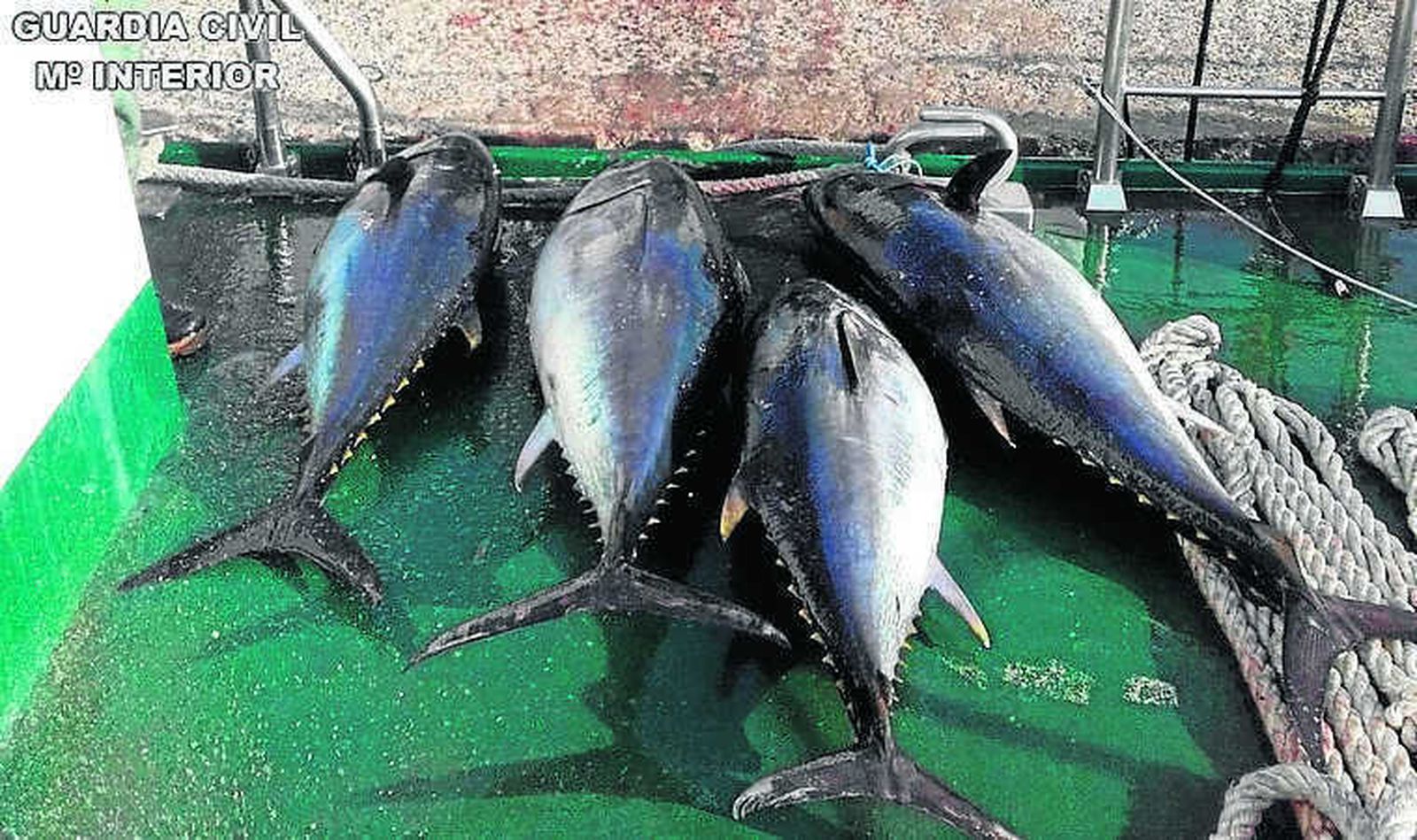 Algunos de los atunes que fueron incautados.