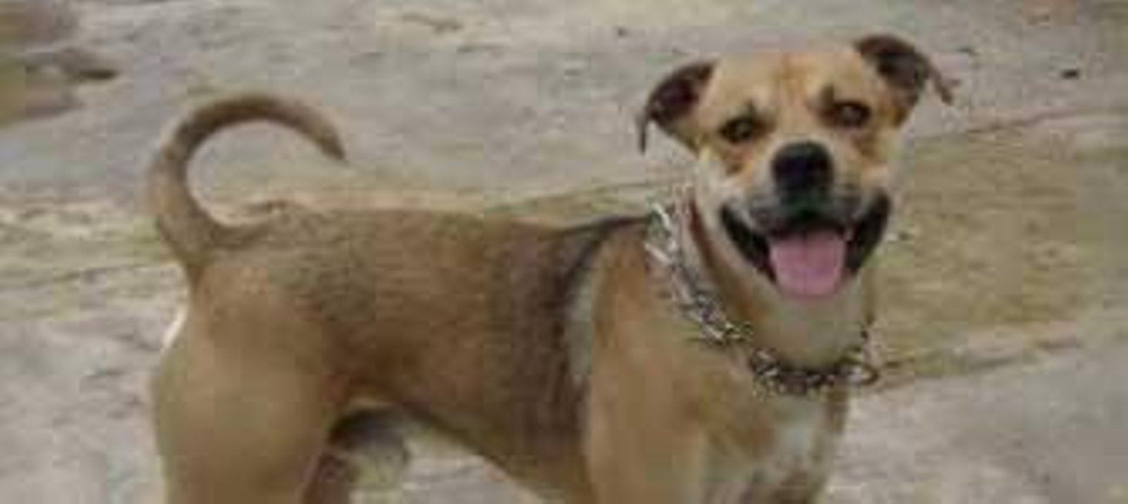 La Policia recaba datos sobre los pitbull agresivos de Cartuja