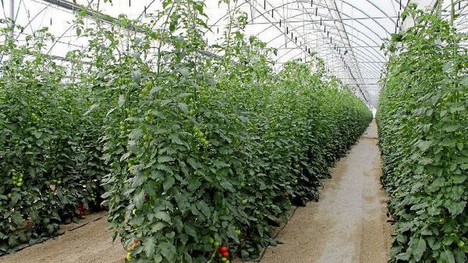 Interior de un invernadero