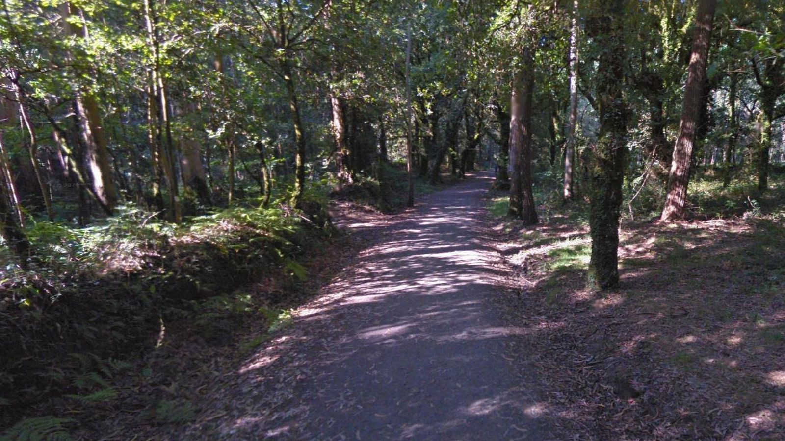 Precioso bosque a la salida de San Antón.