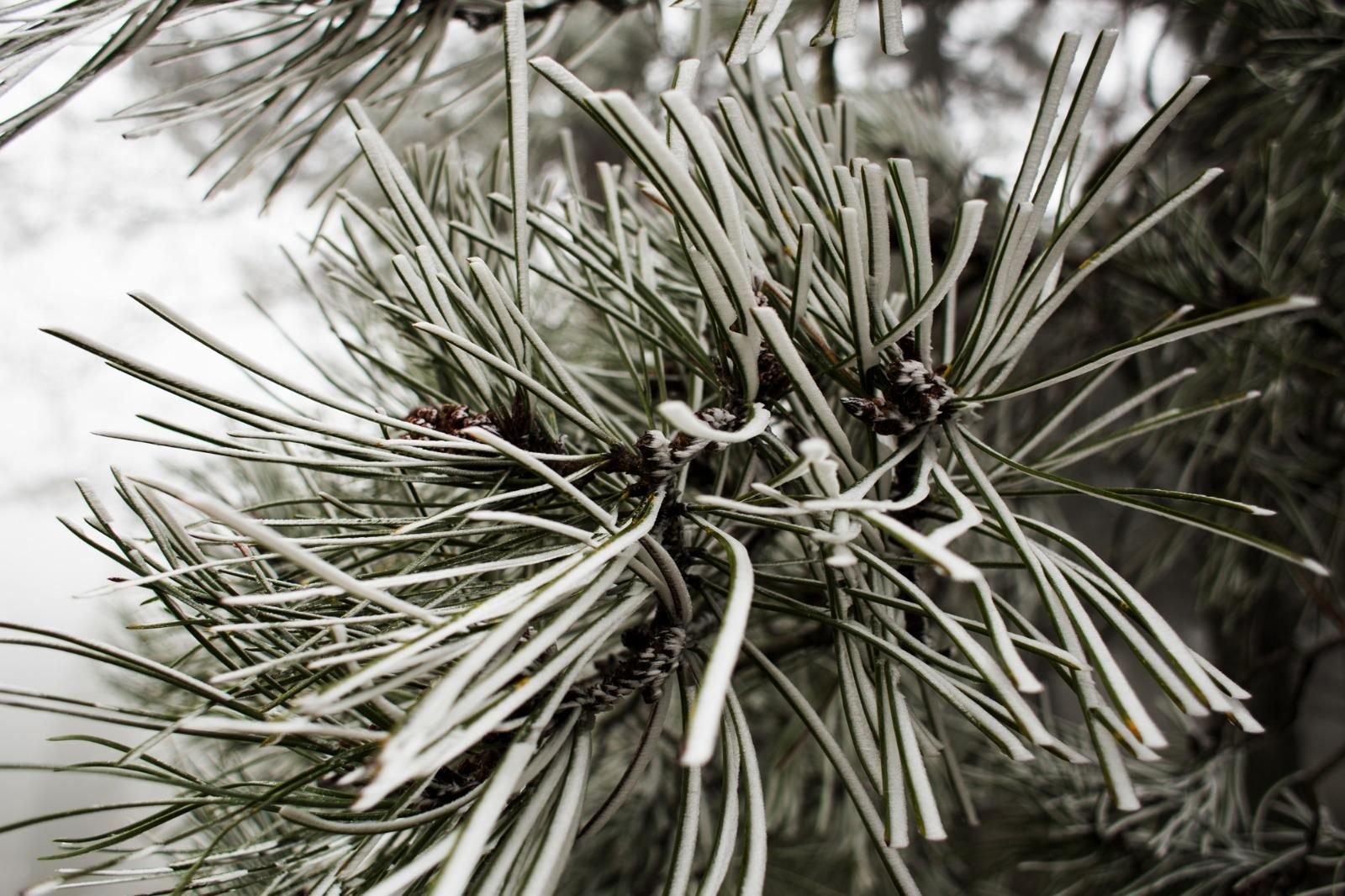 Mañana de hielo en la Sierra de Cádiz